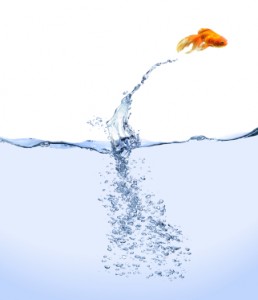 gold fish jumping out of water